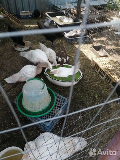 Утиное яйцо