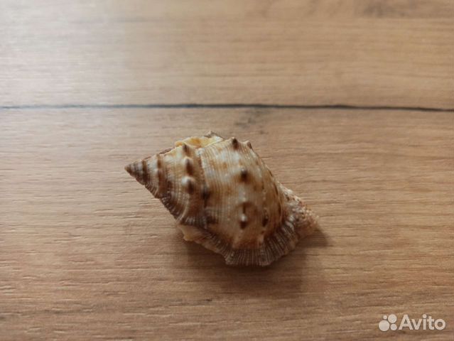 Морская раковина