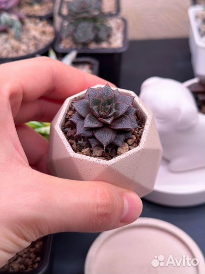 Echeveria Purpusorum 'Dionysos' суккулент