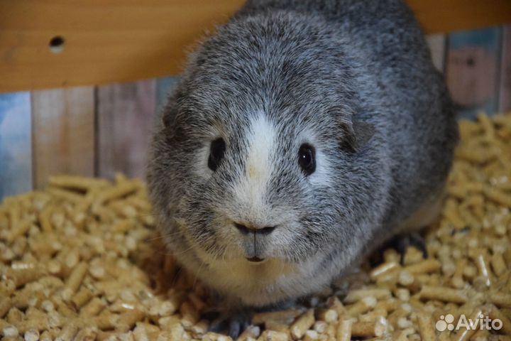 Продаются морские свинки американский тедди