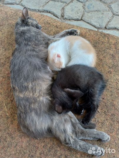 Отдам в добрые руки двух котят