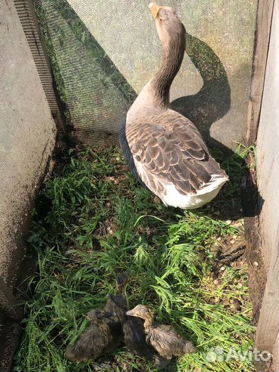 Семья гусей