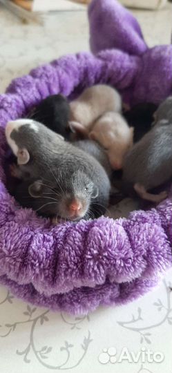 Крысята дамбо