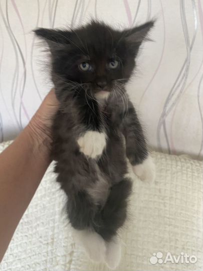 Котята Мейн Кун