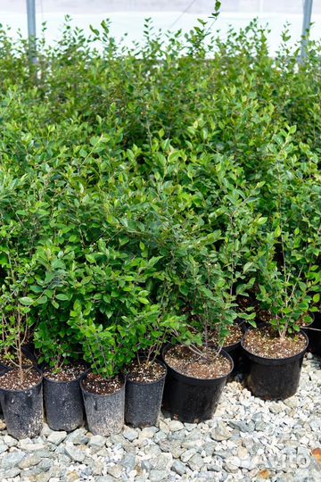 Кизильник блестящий