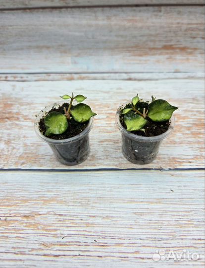 Хойи мелколистные-4