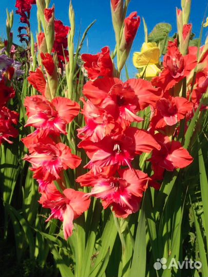 Гладиолусы луковицы