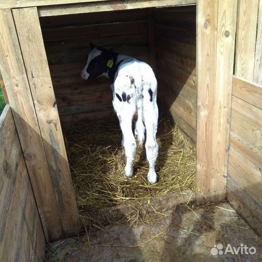 Бычки телки продажа