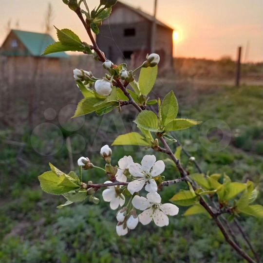 Участок 6 сот. (СНТ, ДНП)