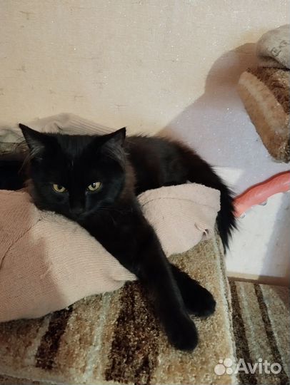 Кошечка ищет дом