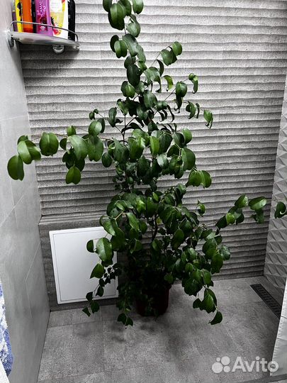 Фикус барокко барок