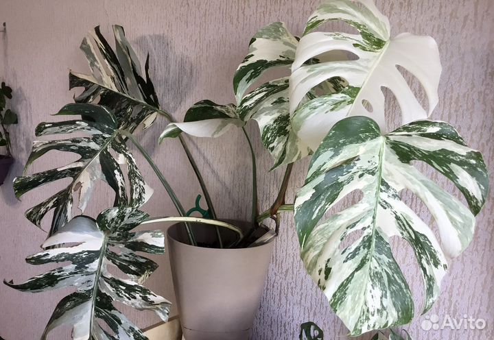 Растения вариегатные