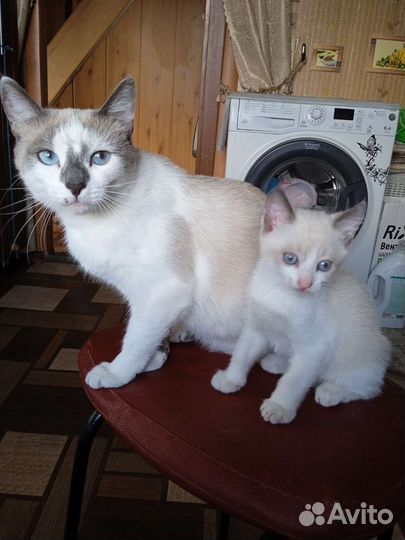 Котята