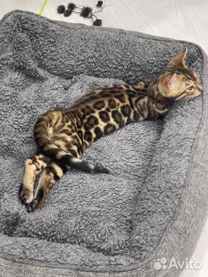 Бенгальский кот Вязка
