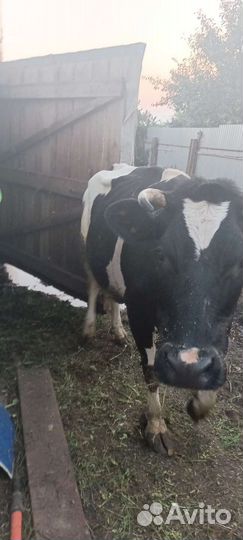 Корова стельная дойная