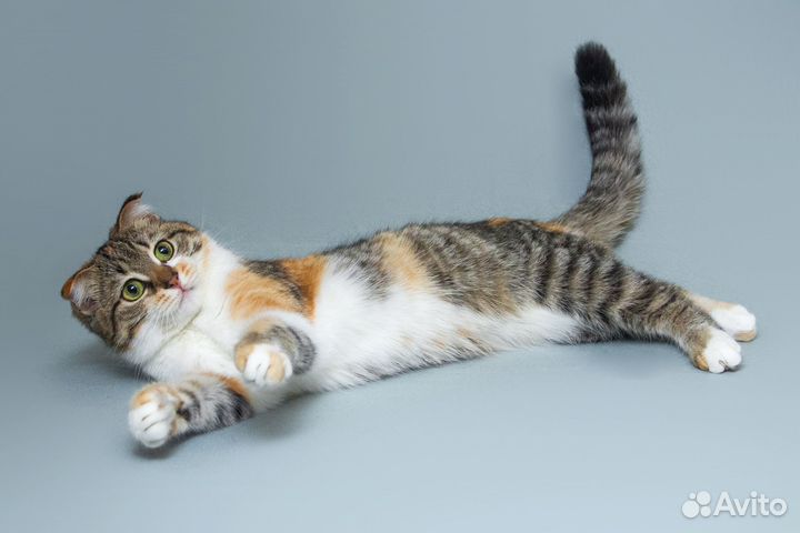 Котёнок-девочка Лёля вислоушка