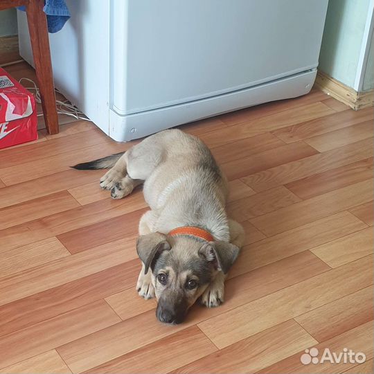 Щенок мальчик