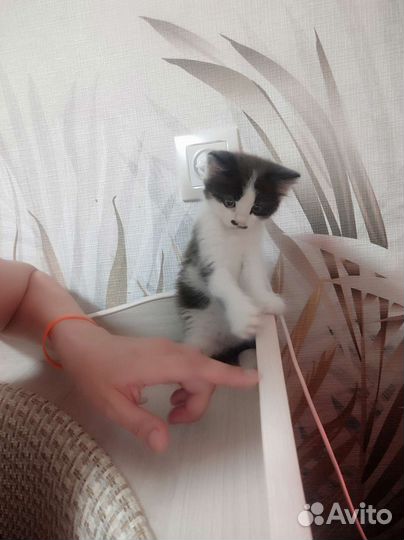 Котенок