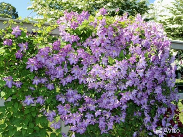 Клематисы Солина