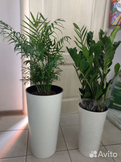 Комнатные растения для дома и офиса