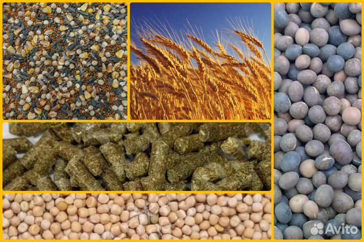 впервые афлатоксины обнаружены. кремниевый песок. крупы и злаки. минеральные зерна. состав зерна пшеницы в процентах.