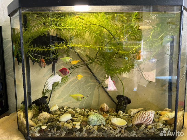 Аквариум (со всем содержимым)