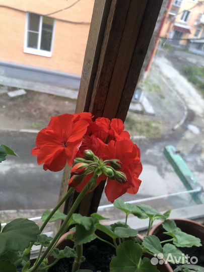 Герань пеларгония