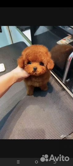 Тикап пудель импорт