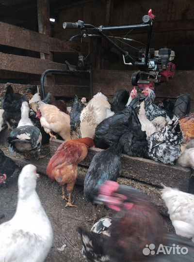 Молодые петухи