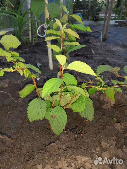 Плодовые кустарники