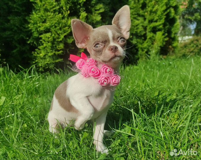 Бело-лиловая куколка чихуахуа