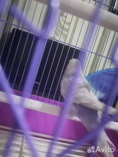 Волнистый попугай отдам