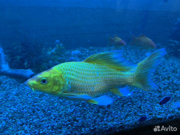 Продам карпов кои