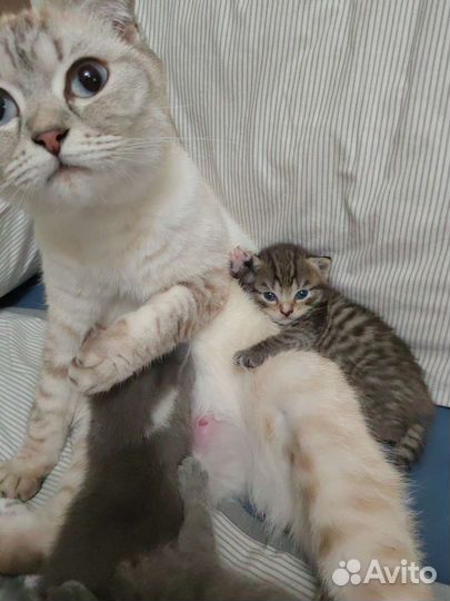 Кошка в дар бесплатно