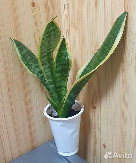 Сансевиерия