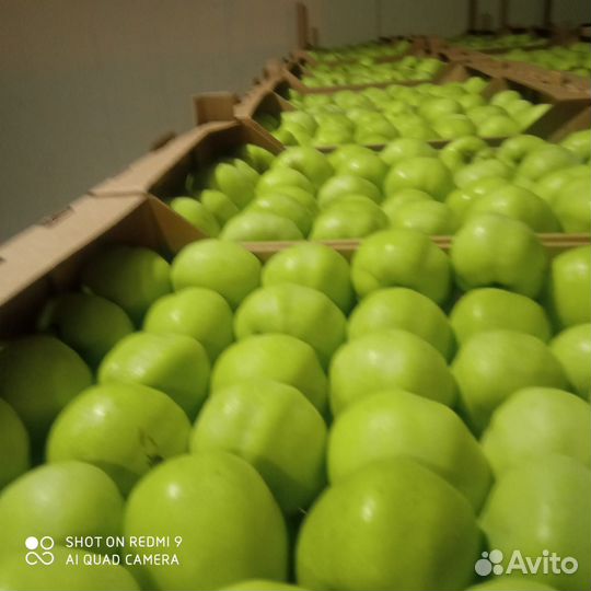 Яблоки оптом