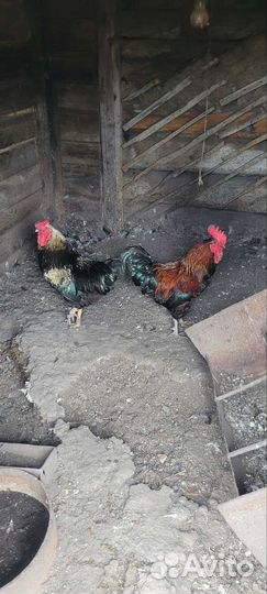 Куры и петухи