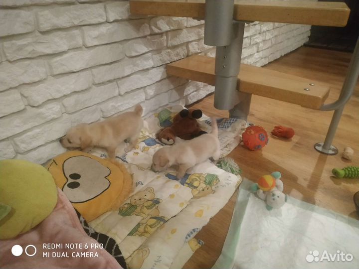 Той-терьер щенки