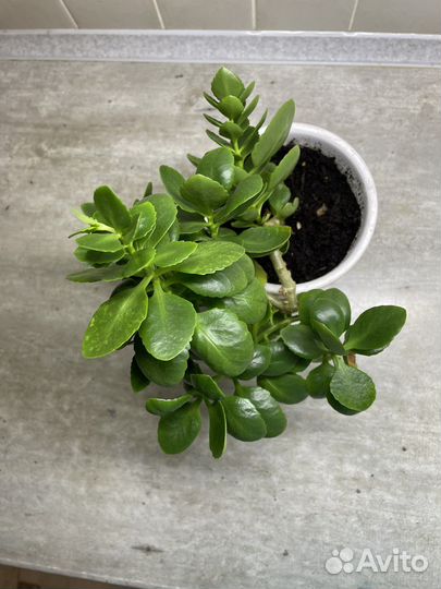 Каланхоэ в горшке