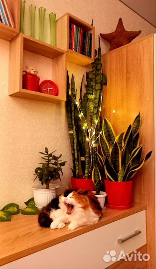 Сансевиерия или щучий хвост