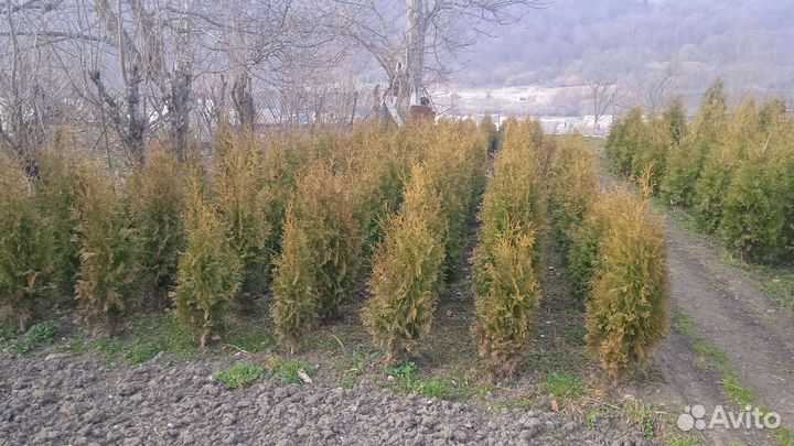 Берёза, туя