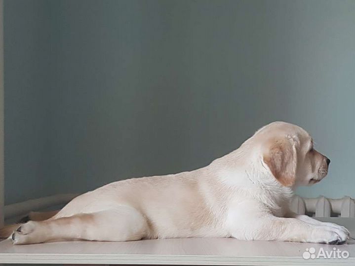 Щенки лабрадора