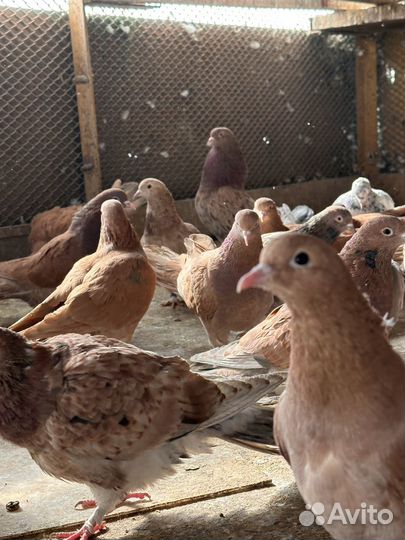 Бойные широкохвостые высоколетные голуби