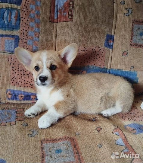 Щенки корги