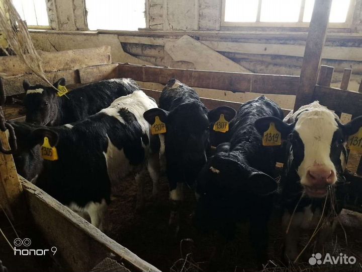 Бычки на откорм