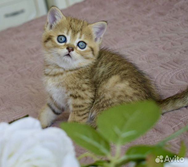 Шотландские котята