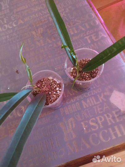 Фикус Бенджамин твилайт