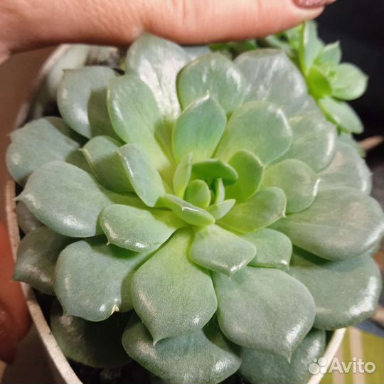 Суккуленты и кактусы., подарок