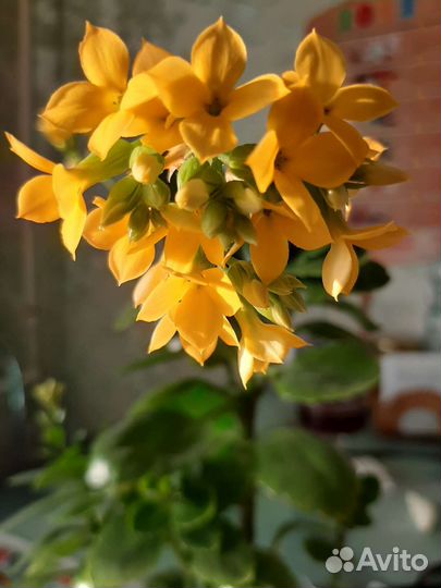 Желтый каланхоэ