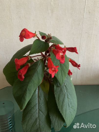 Цветок Колерия